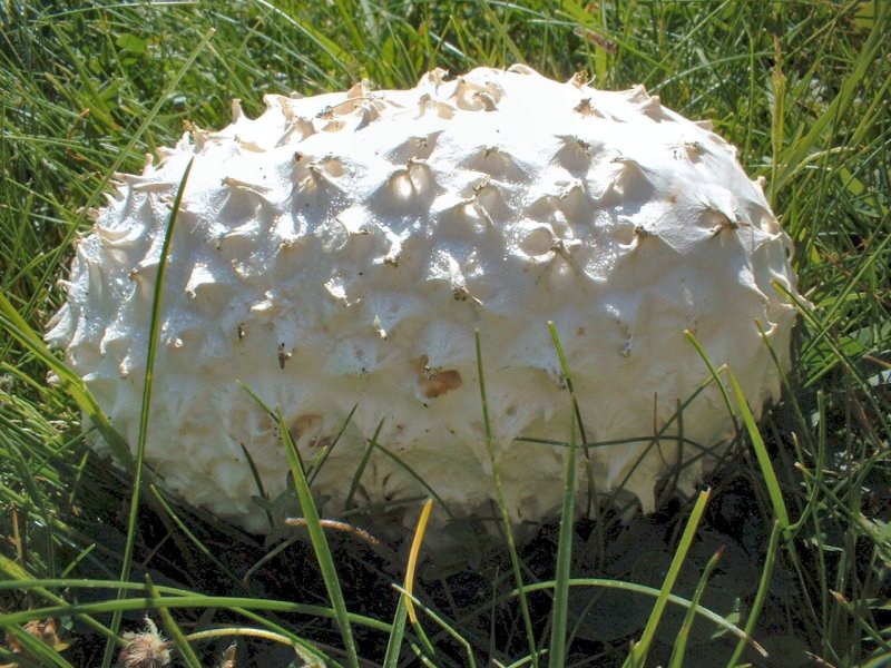 Calvatia utriformis